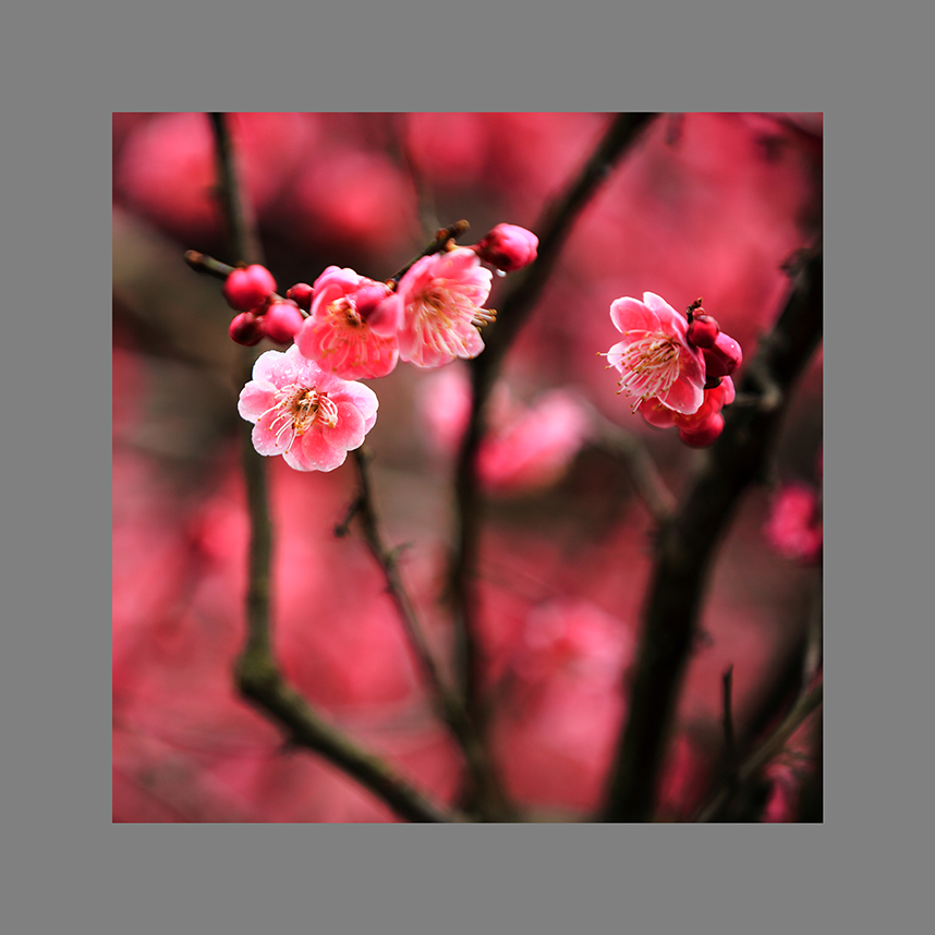 早发迎春