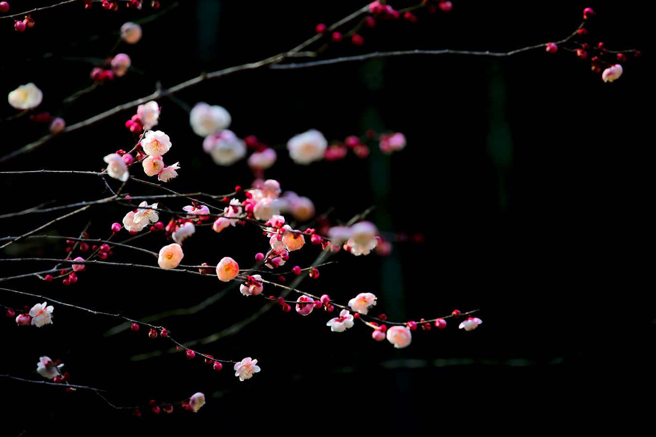 芳妒