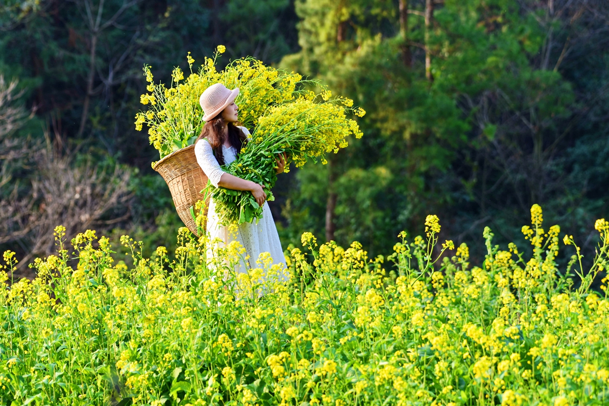 菜花开了