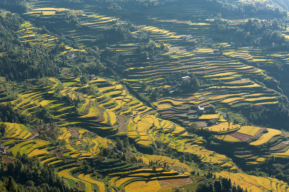 金色田园