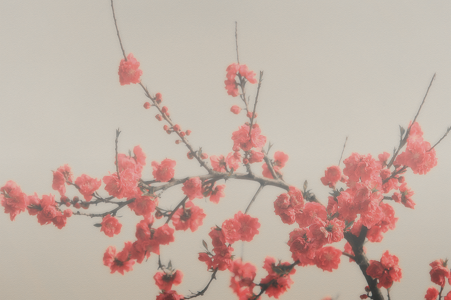 雾里看花