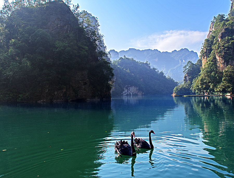 天鹅巡湖