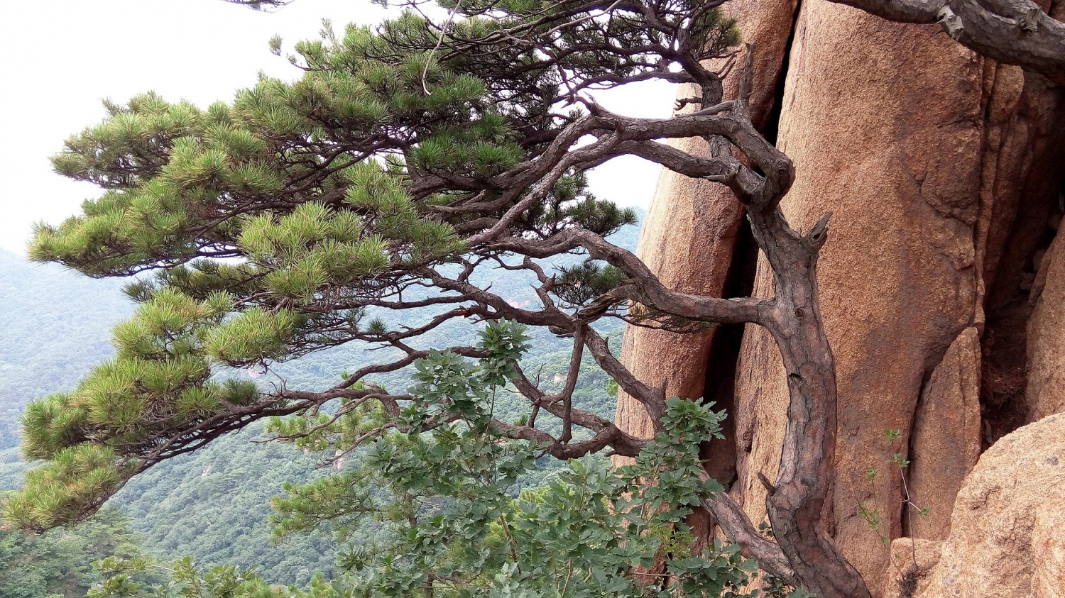 千山松