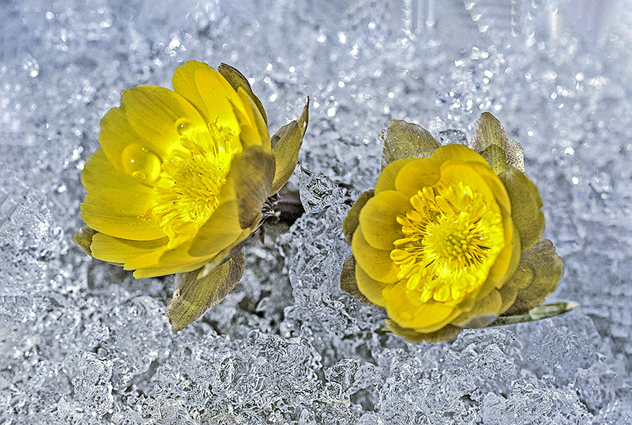 长白雪莲----冰凌花