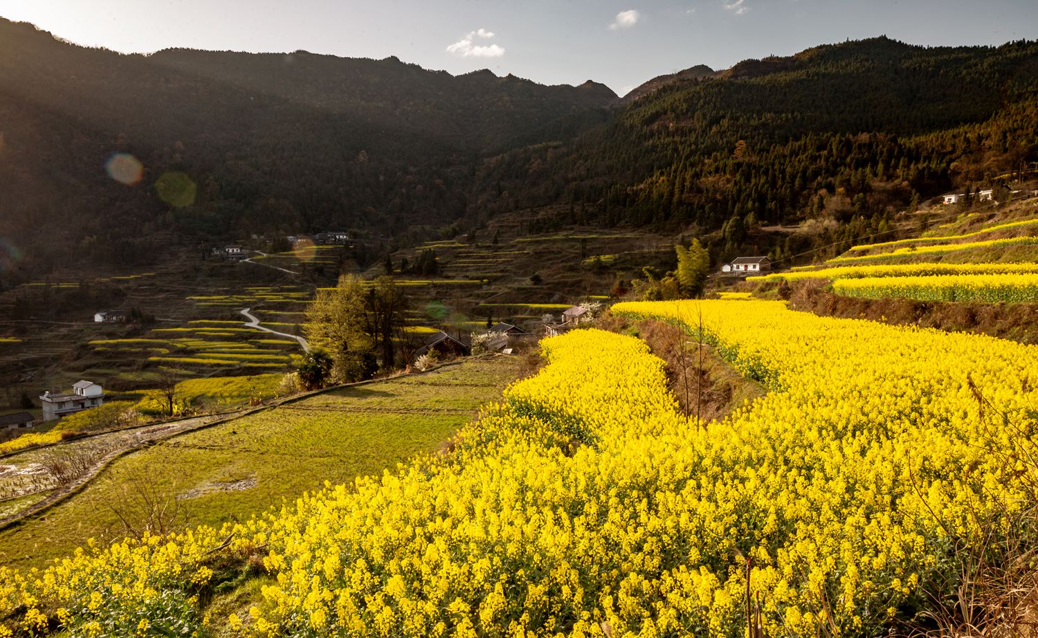 金色田园