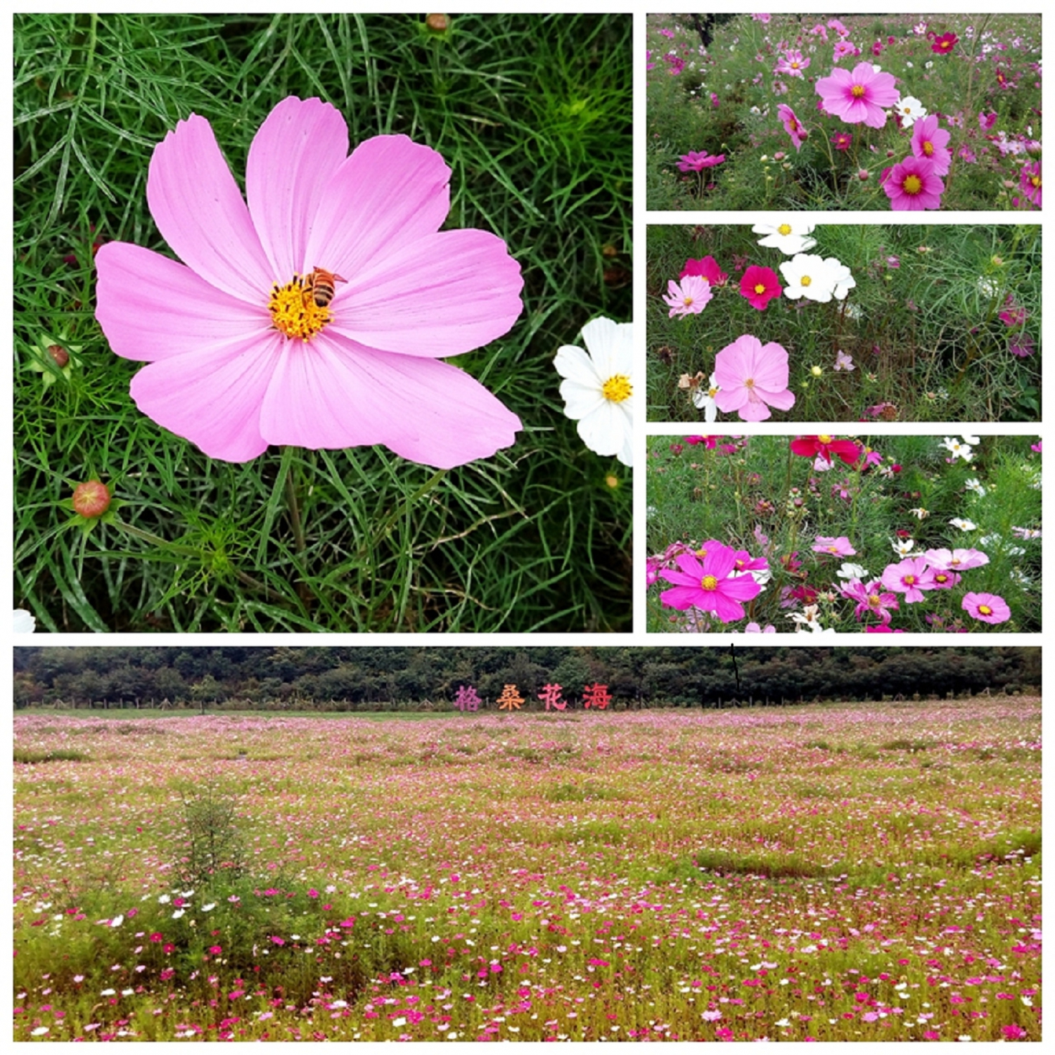 格桑花