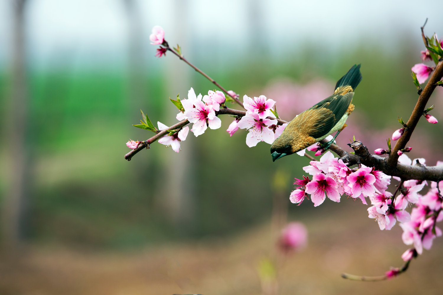 独站花枝