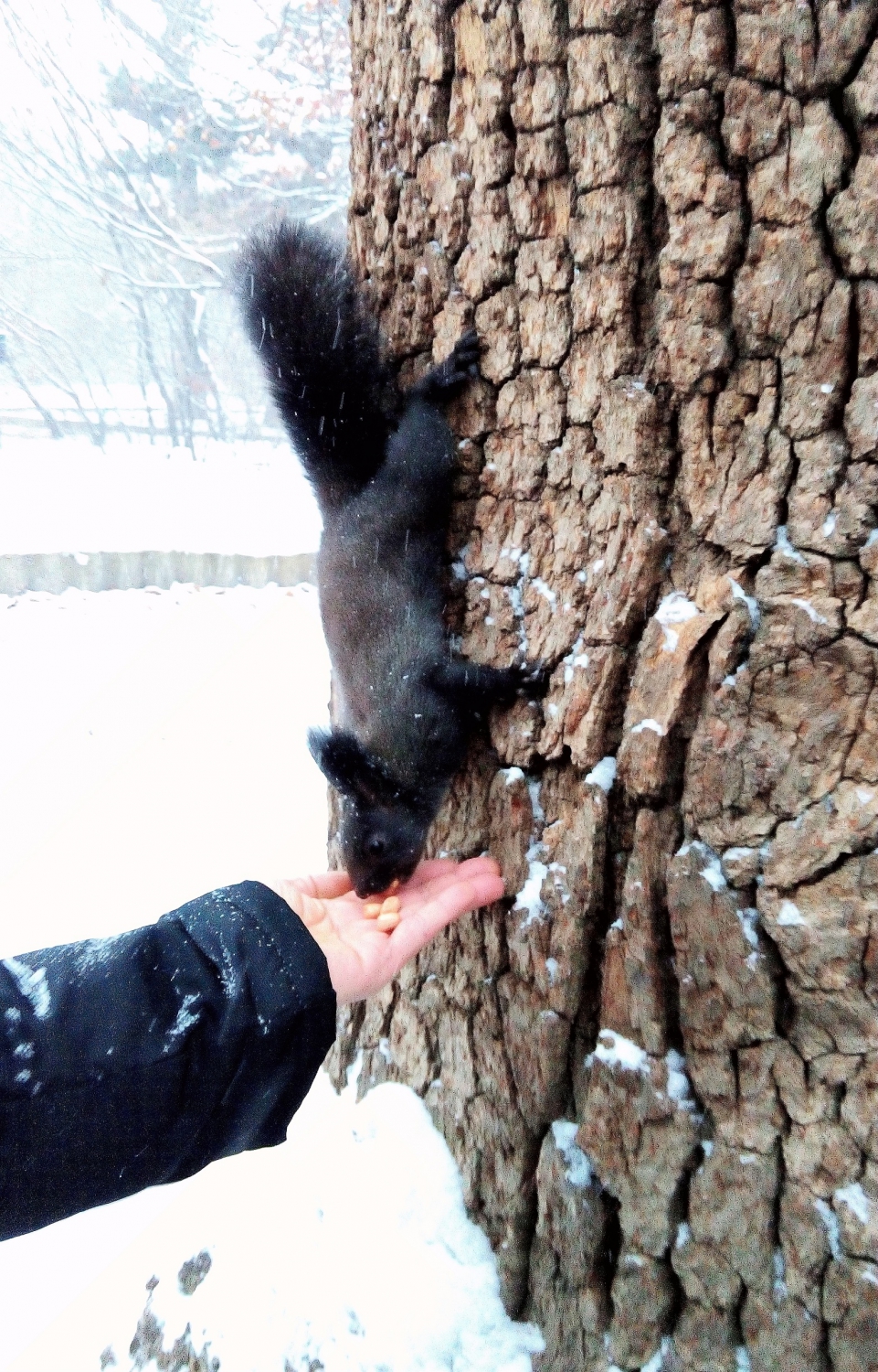 雪中送食