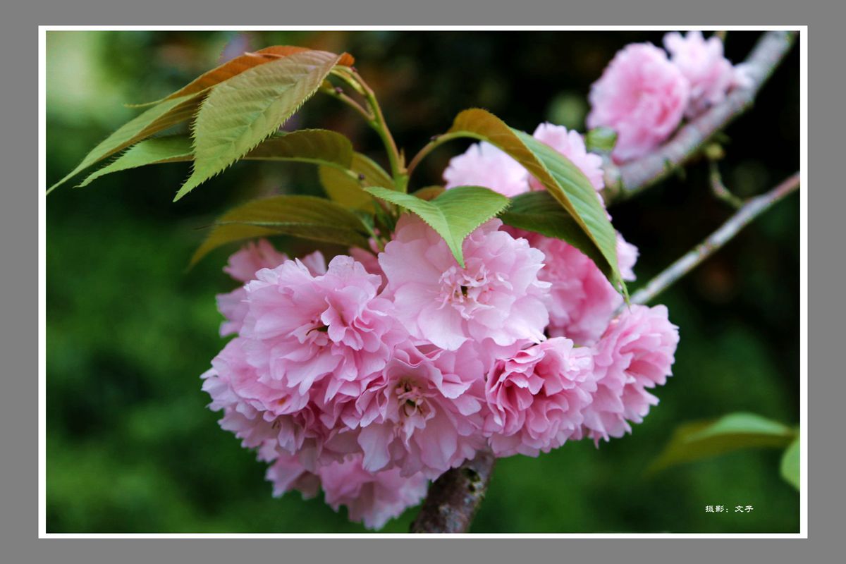 春季樱花格外艳