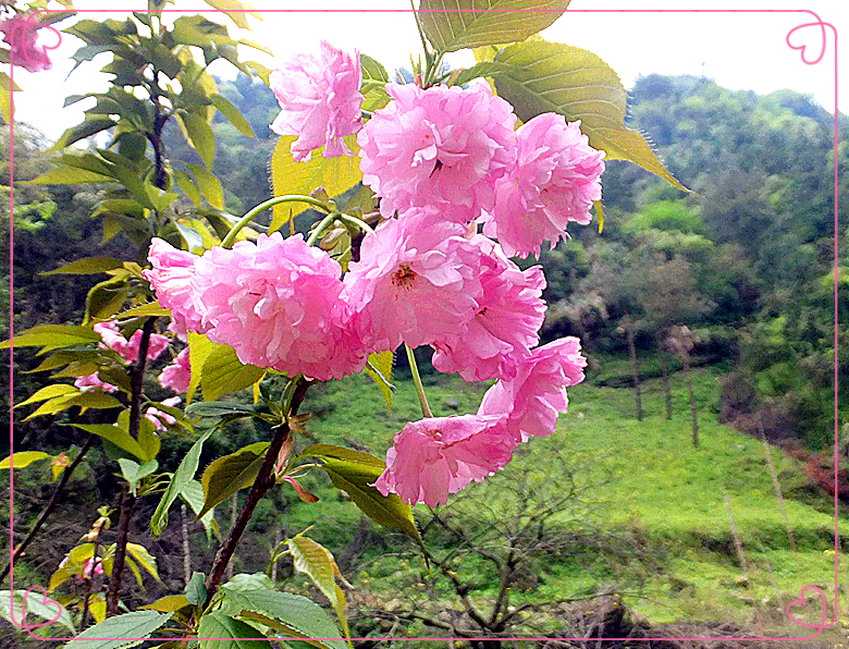 赏樱花