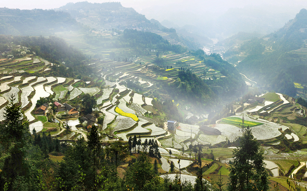 龙凤小景