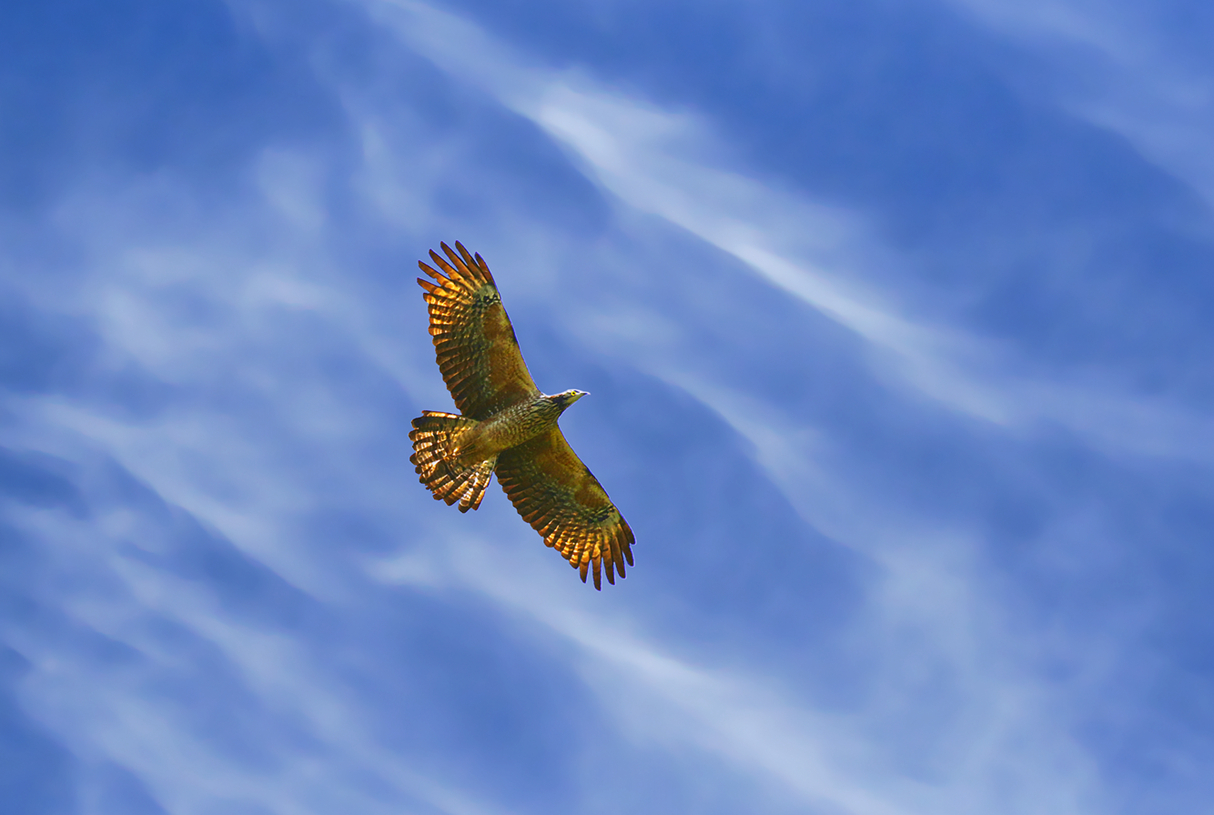 鹰击长空