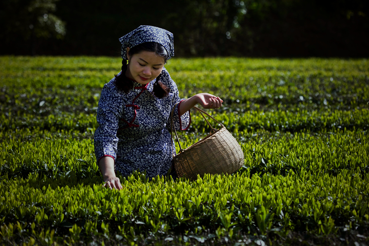 採茶小妹