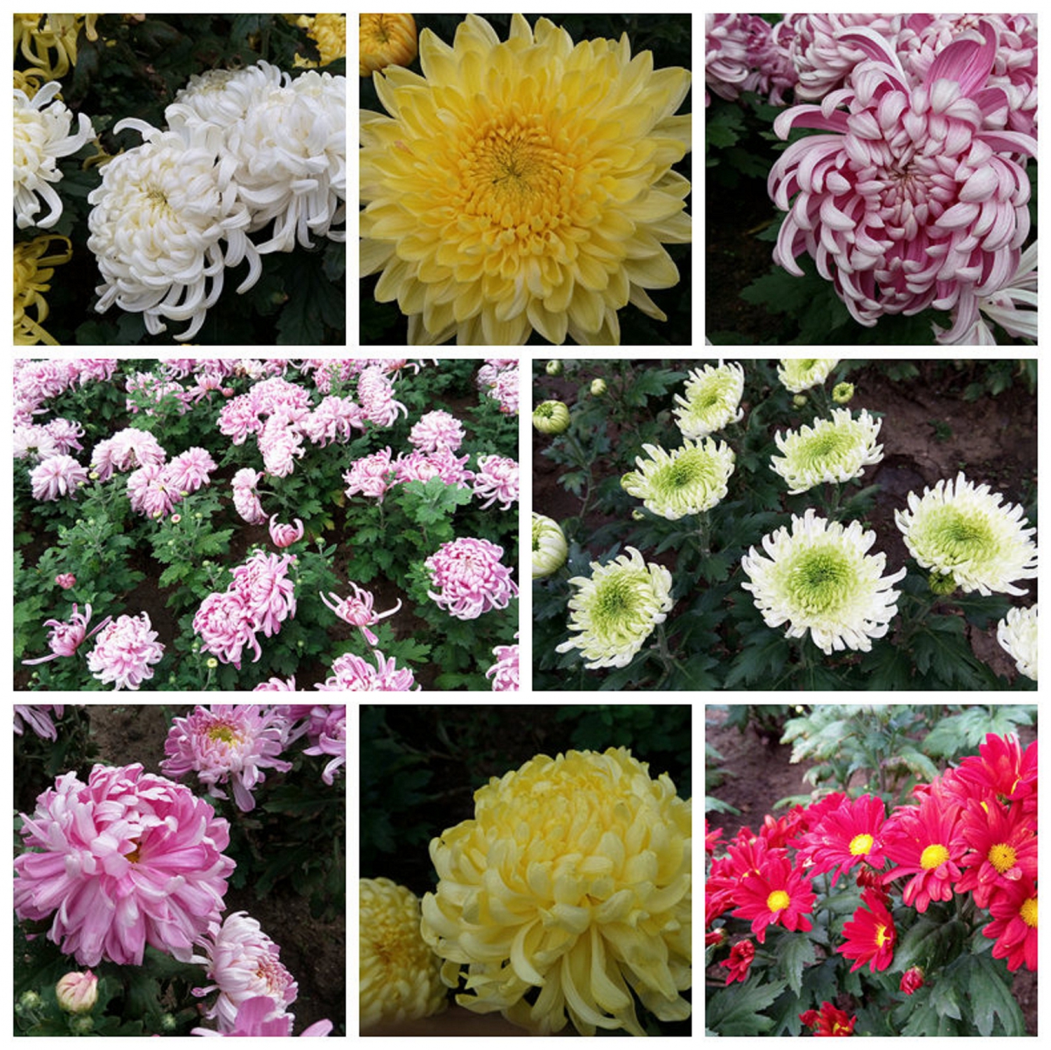 菊花颂