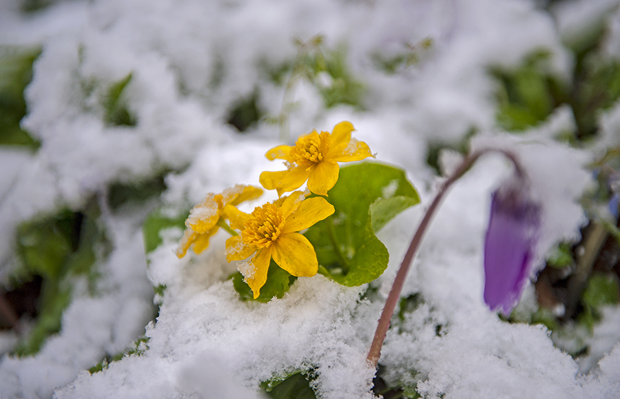 雪润春花