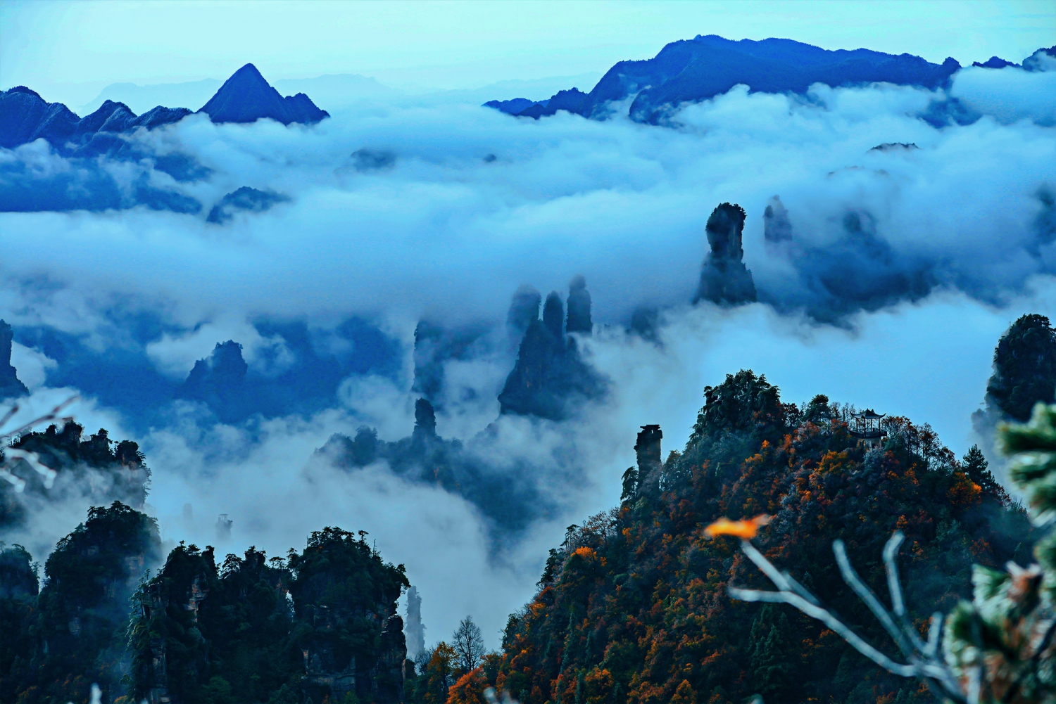 还是天子山.