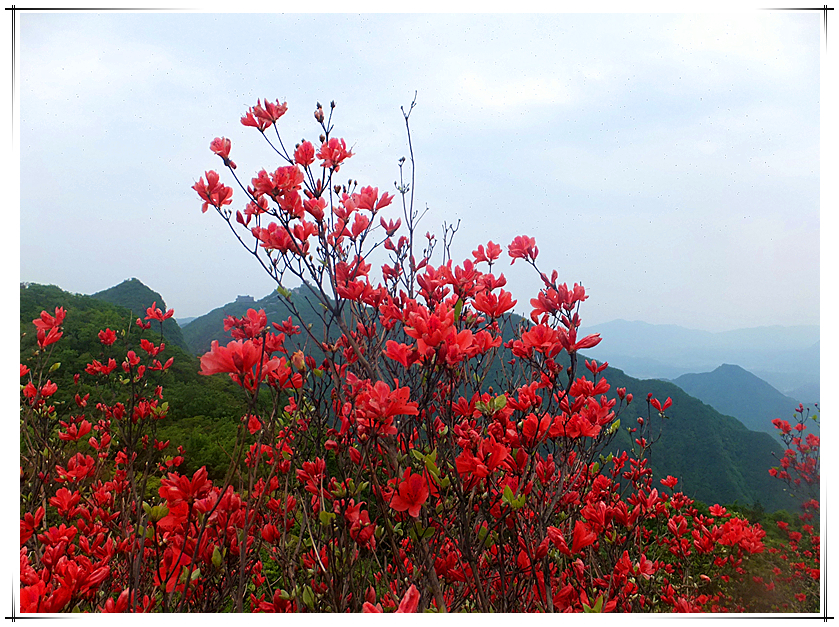 神鹰山上红杜鹃【一】