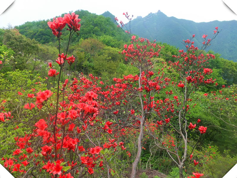 神鹰山上红杜鹃【五】