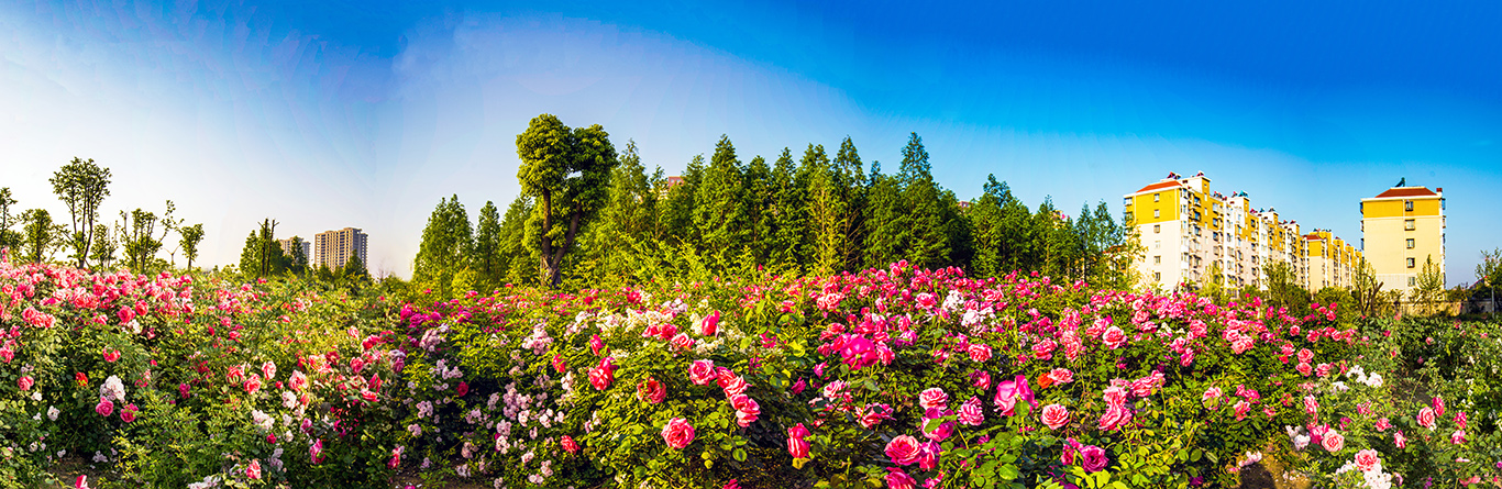 月季花园