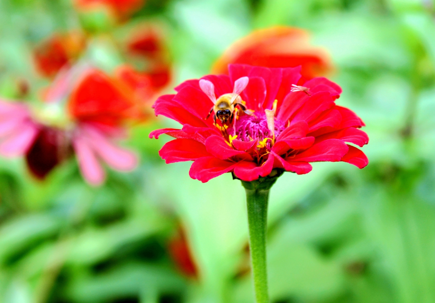 花与蜜蜂