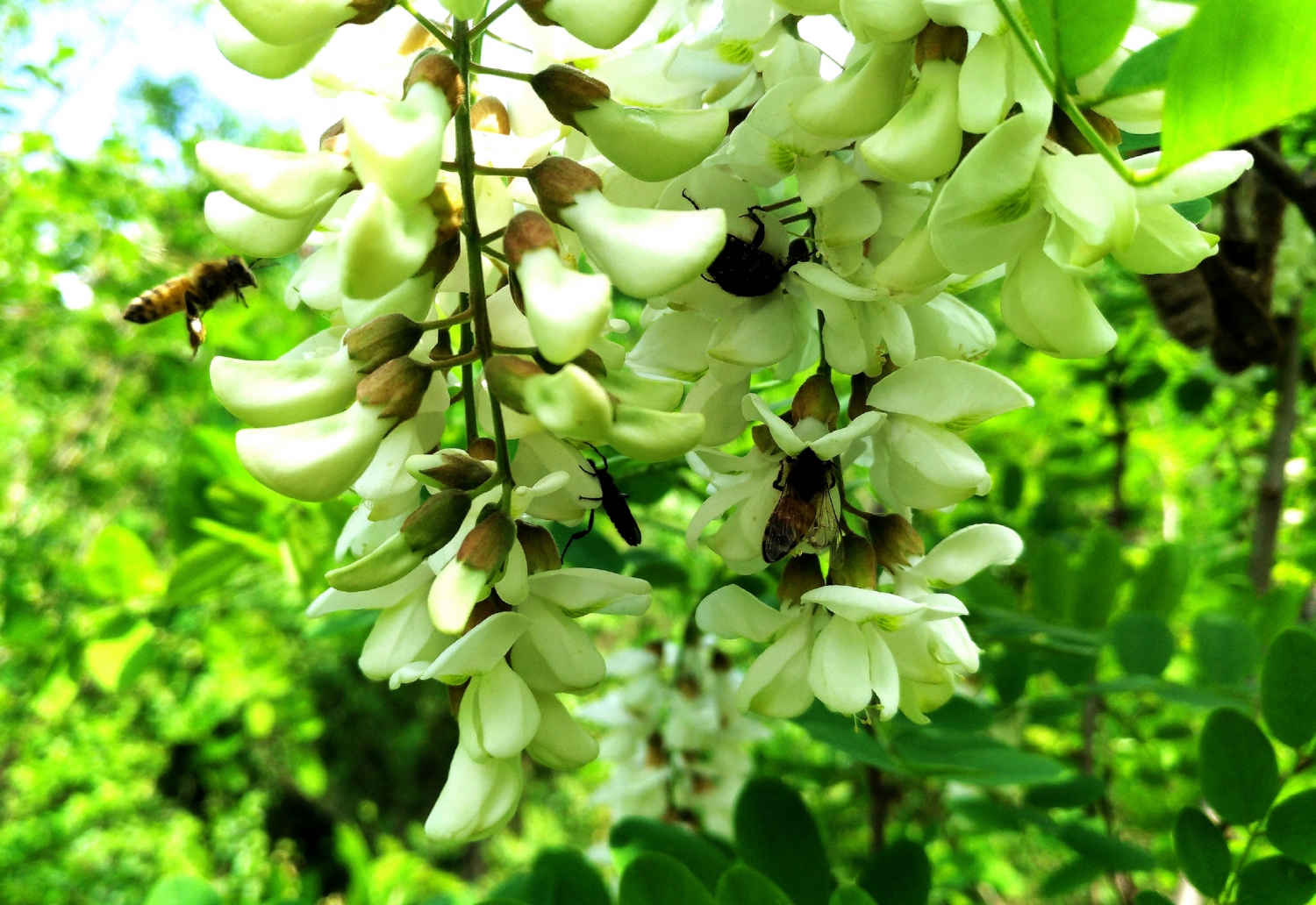 采蜜