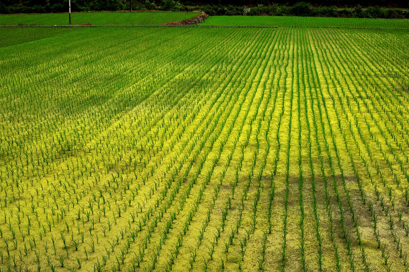 希望的田野