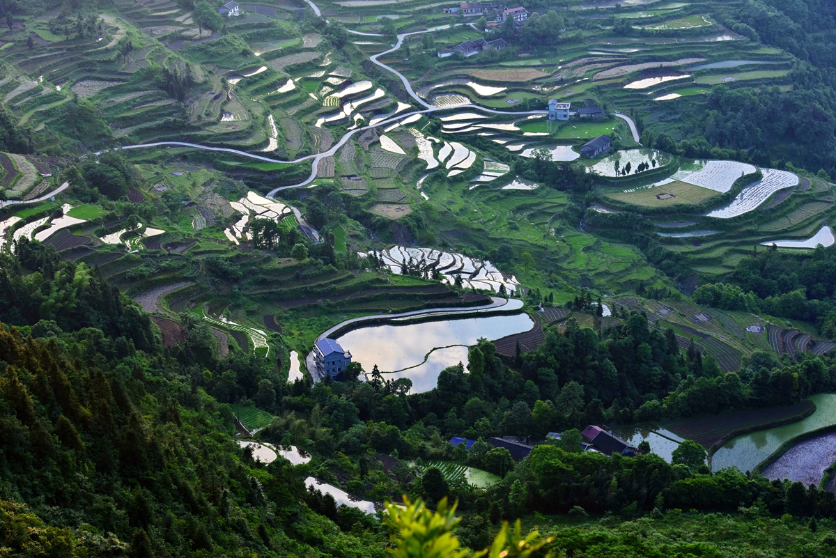 龙凤梯田