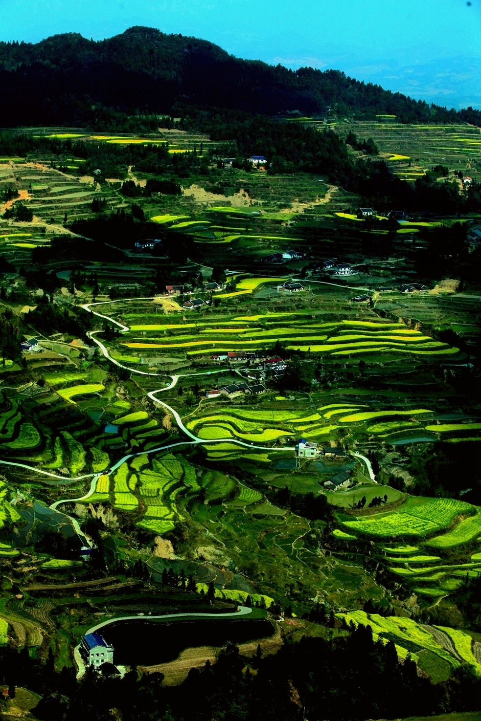 龙凤梯田