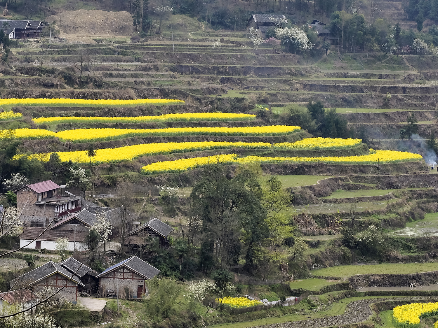 龙凤梯田