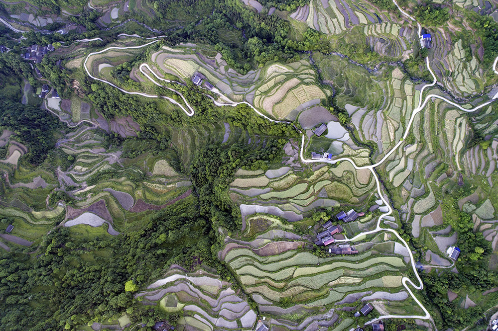 龙凤梯田鸟瞰图