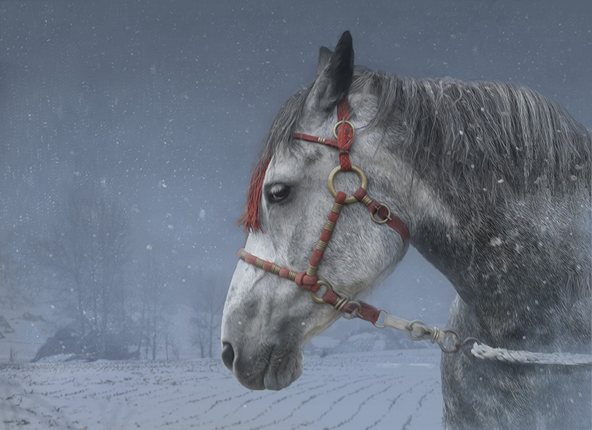 白雪银驹
