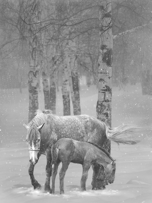 风雪桦下马