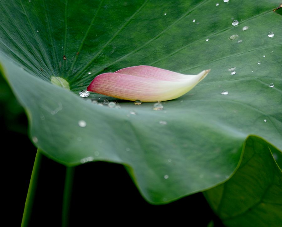 一叶知时节