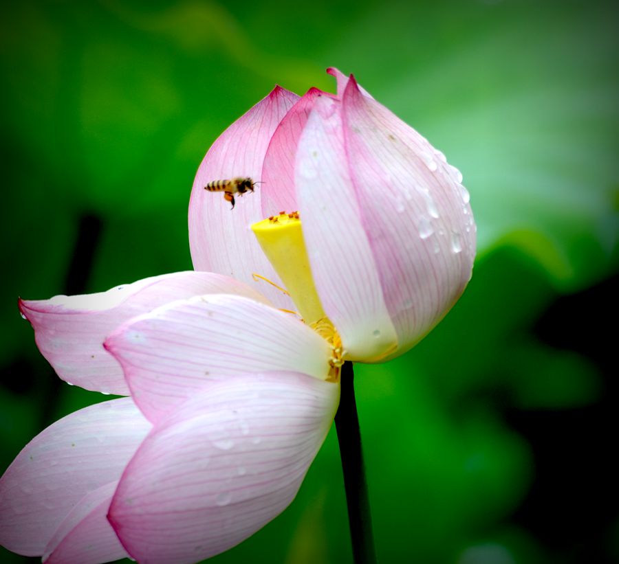 “花儿随我轻轻飞”