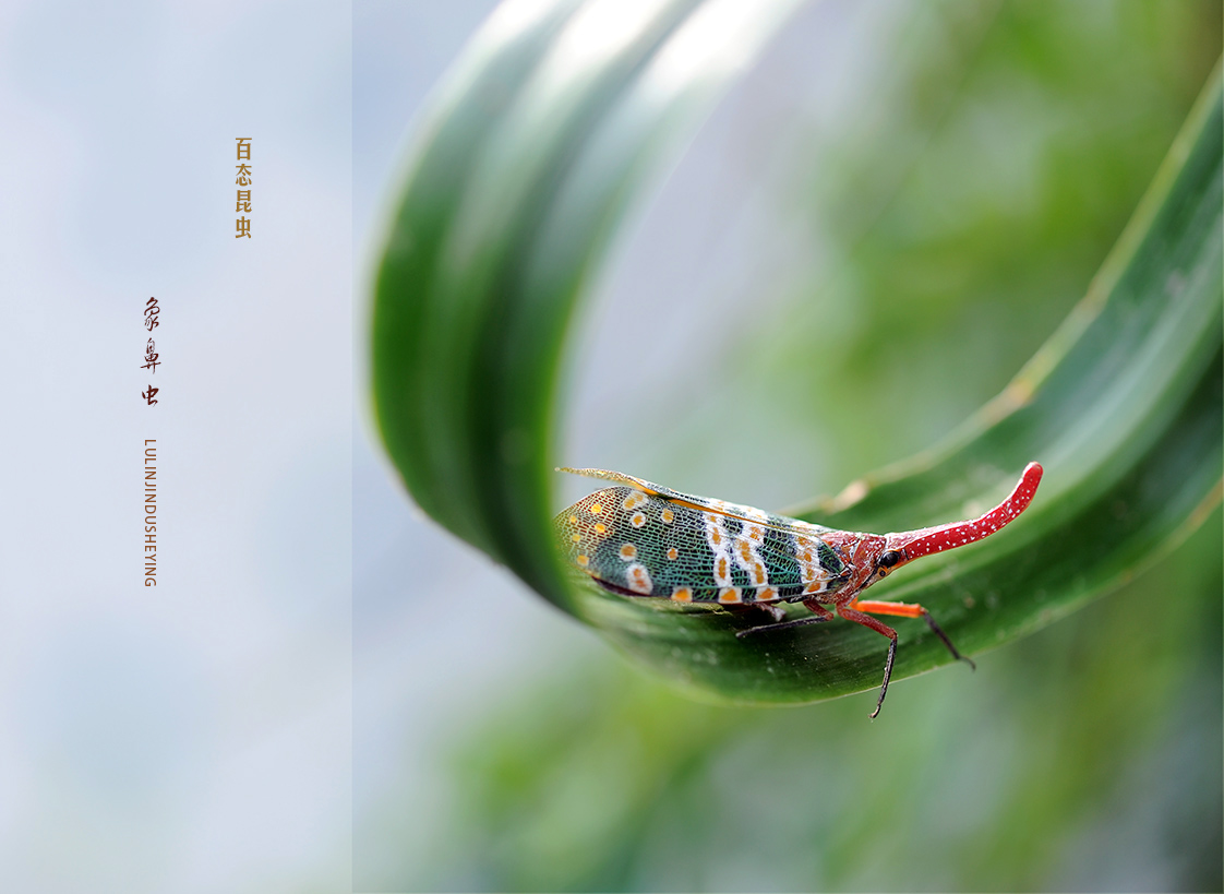 象鼻虫