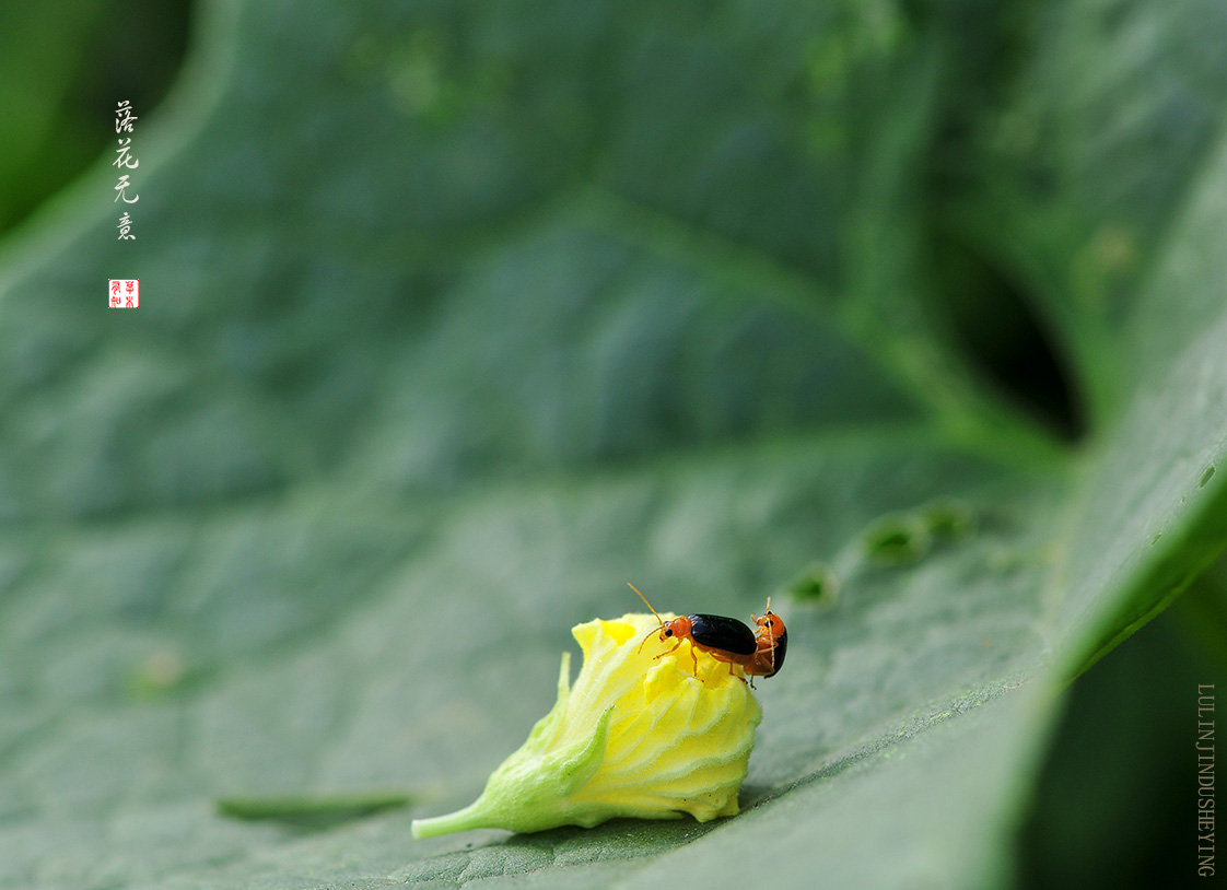 落花无意