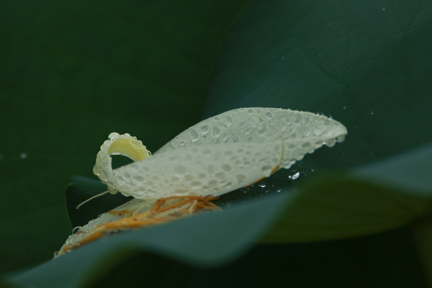 雨荷