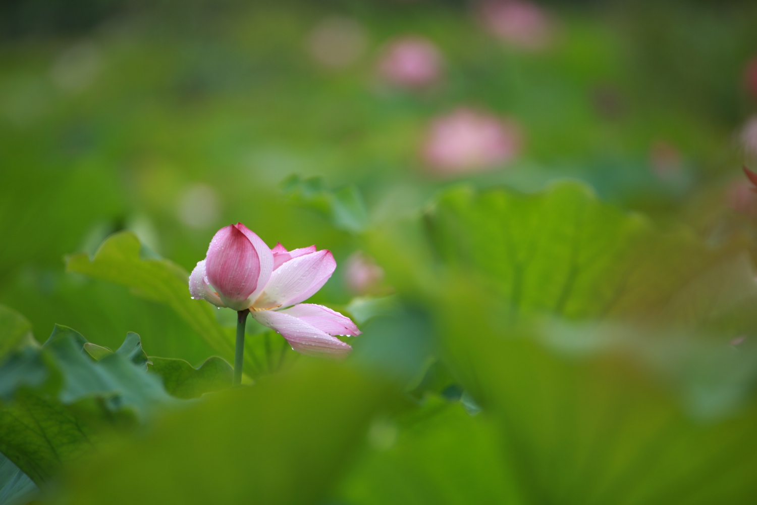 雨荷