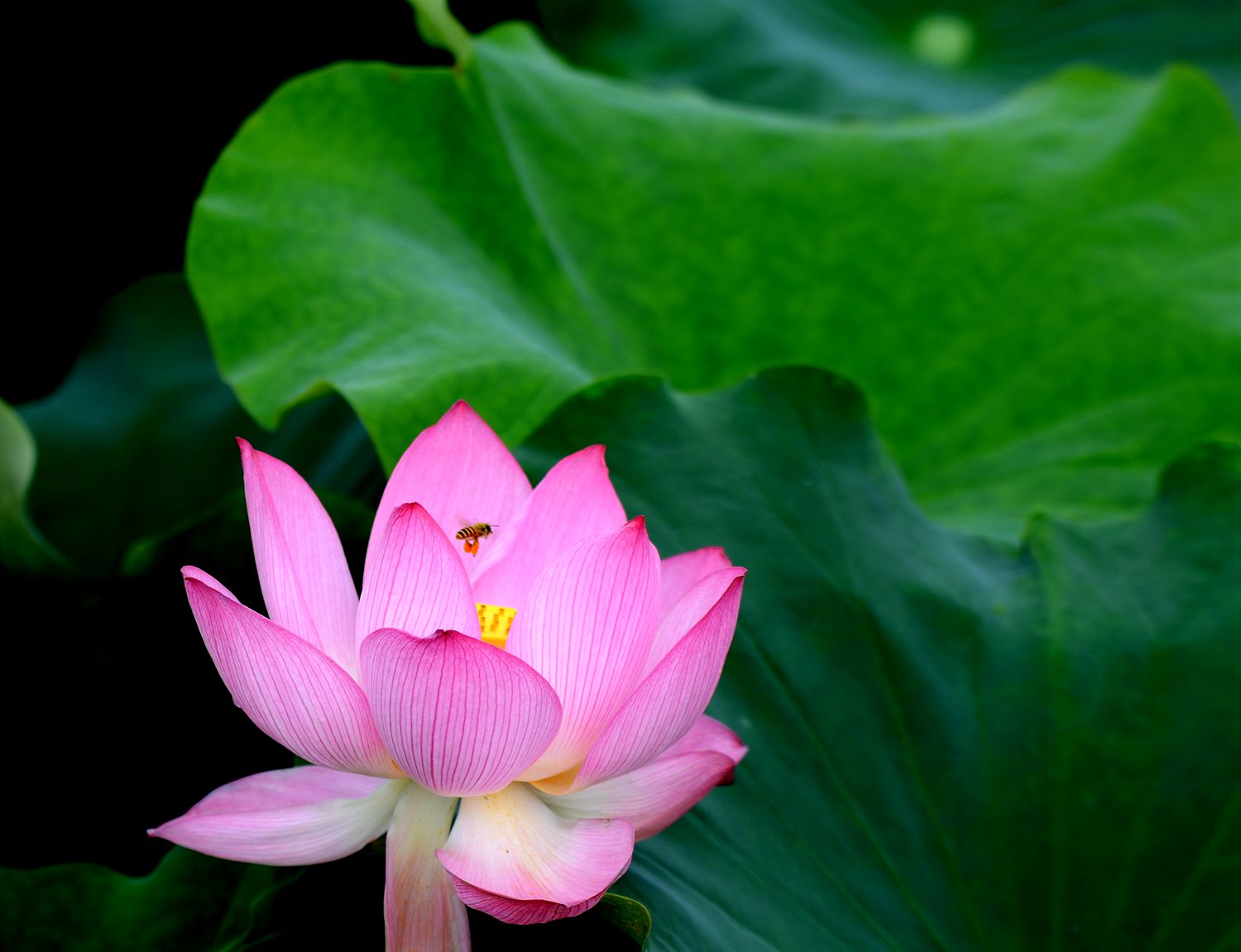 花开蜂绕