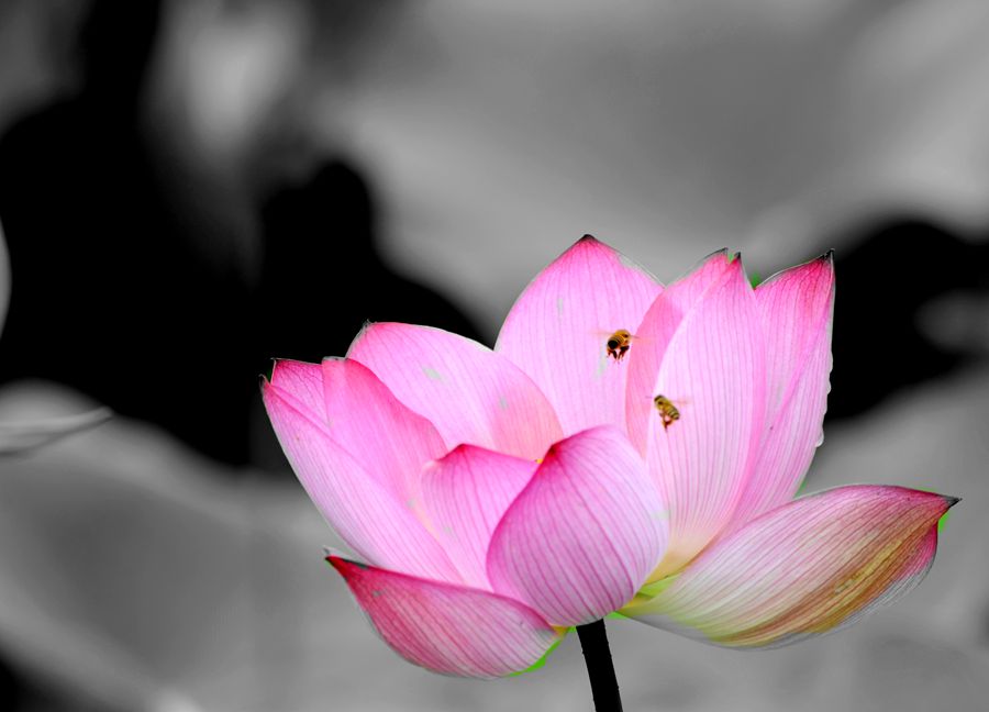 蜜蜂情意在花蕊