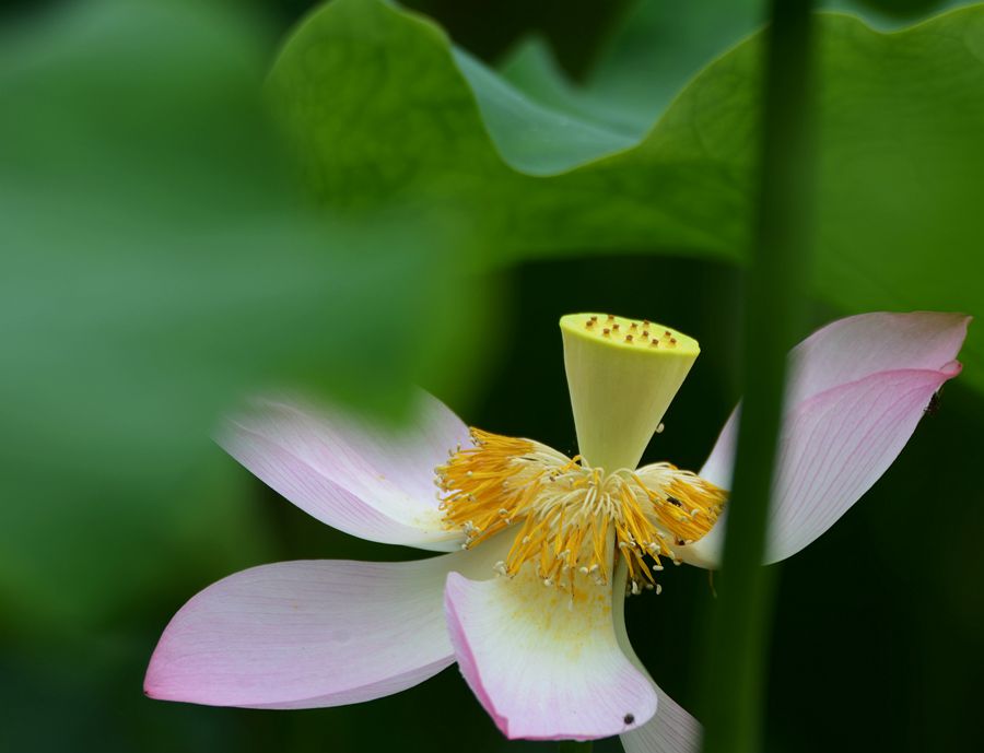 难遮芳容