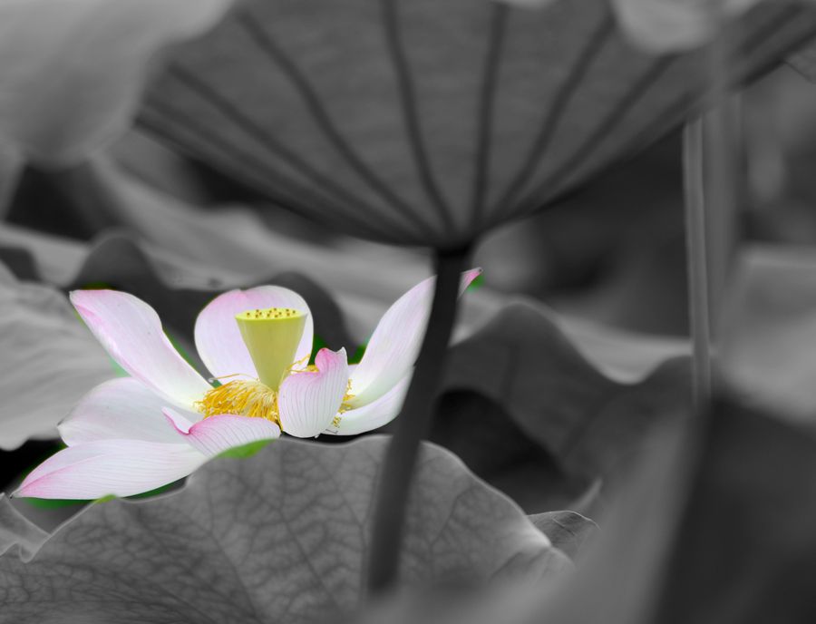 碧塘扬芬