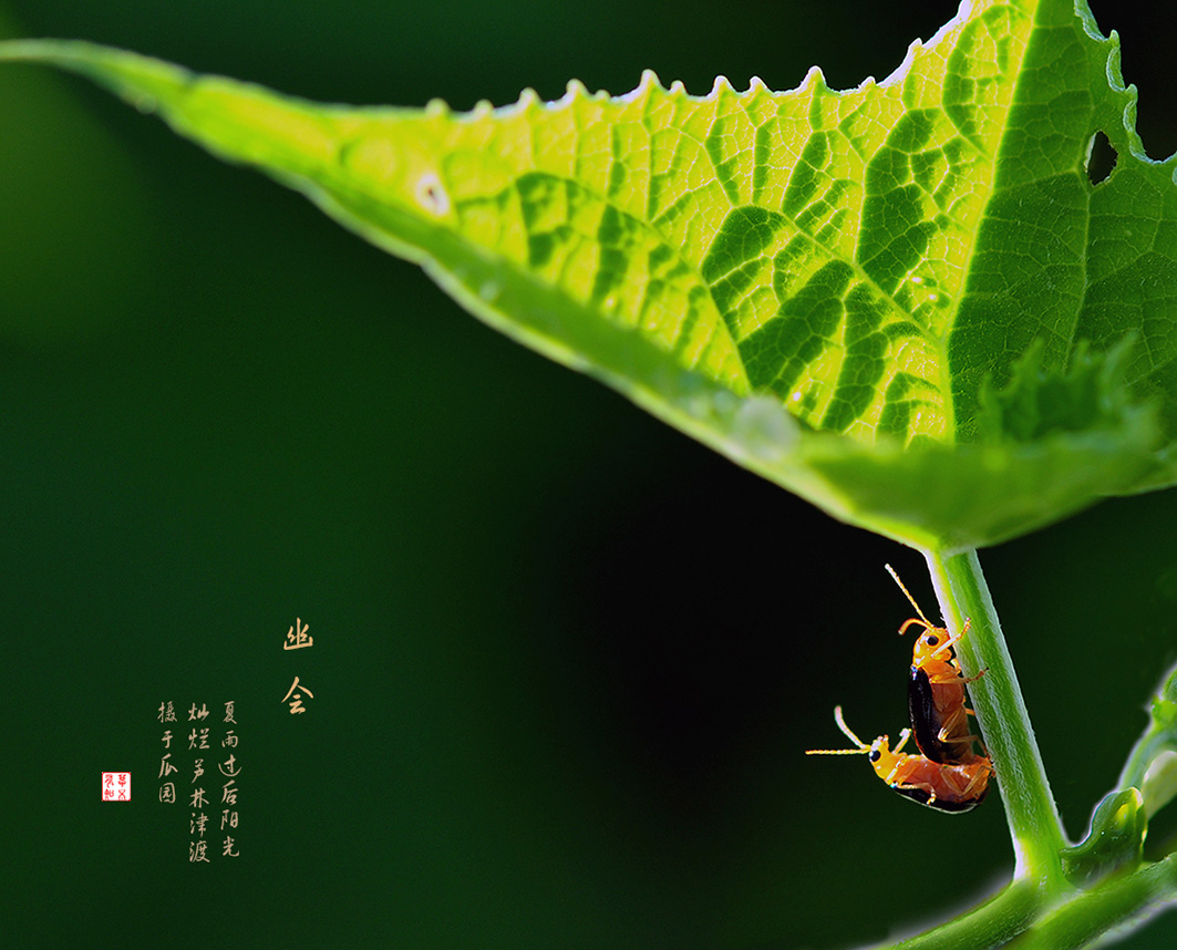 幽会