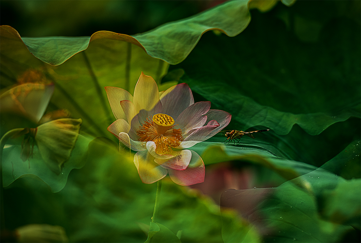 蜓戏荷
