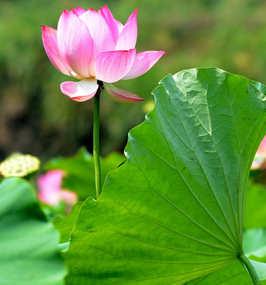 一花一叶总关情