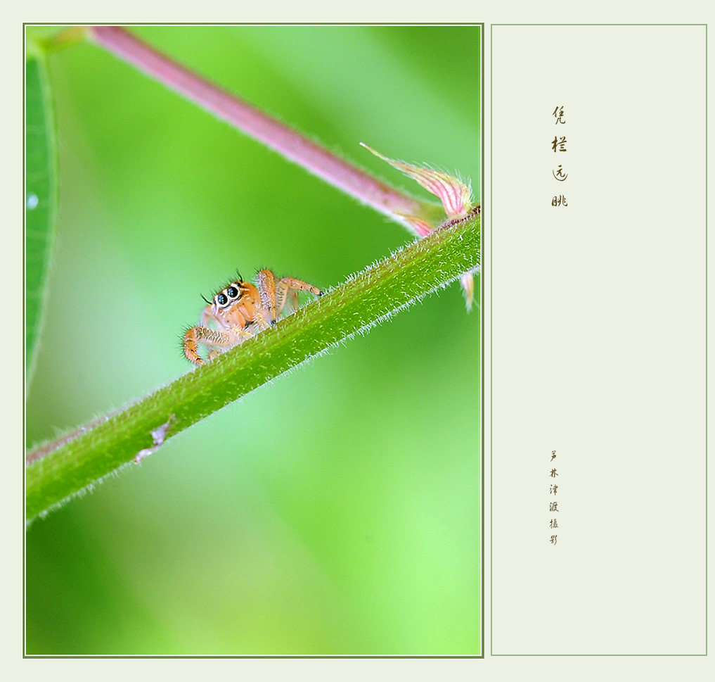 凭栏远眺