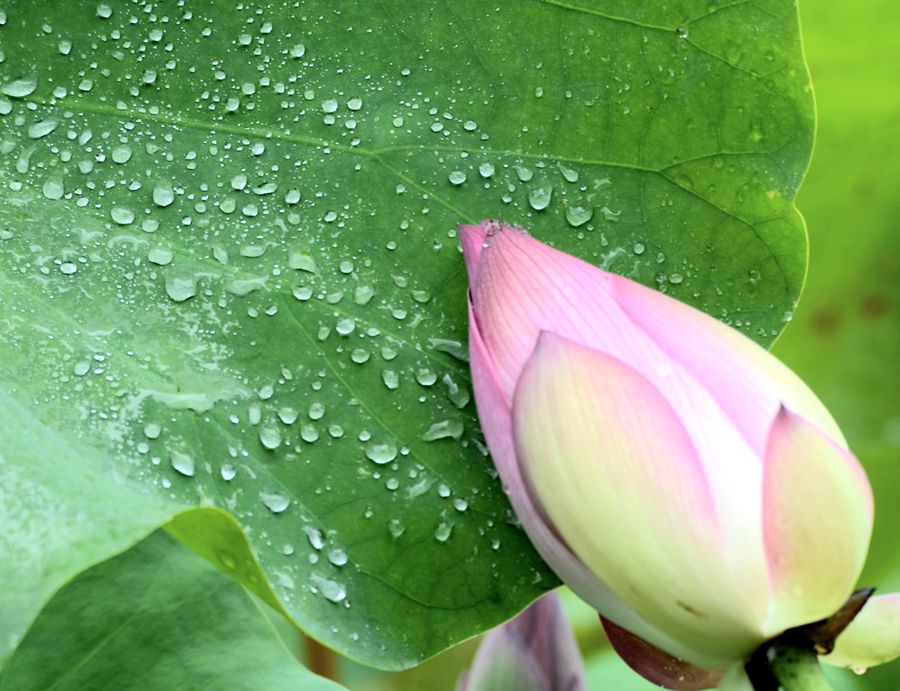 花蕾的依恋