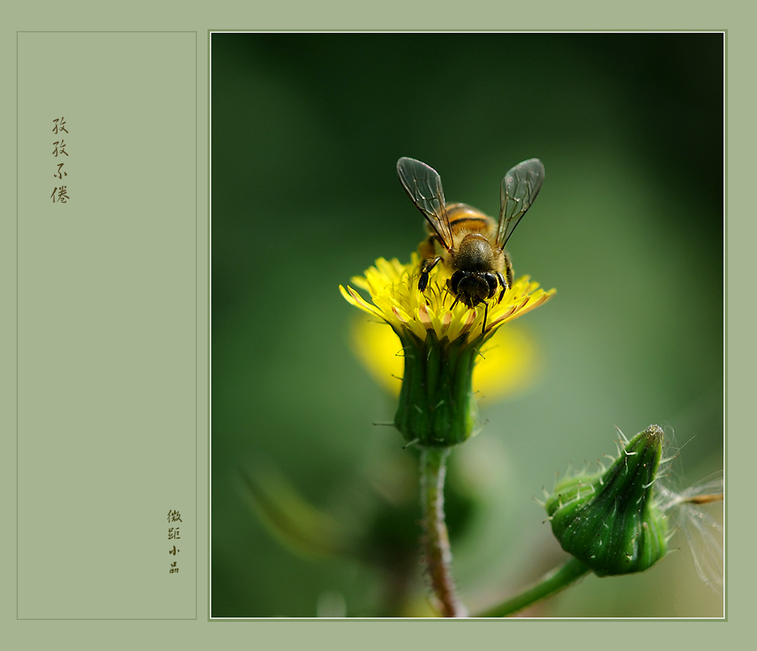 孜孜不倦