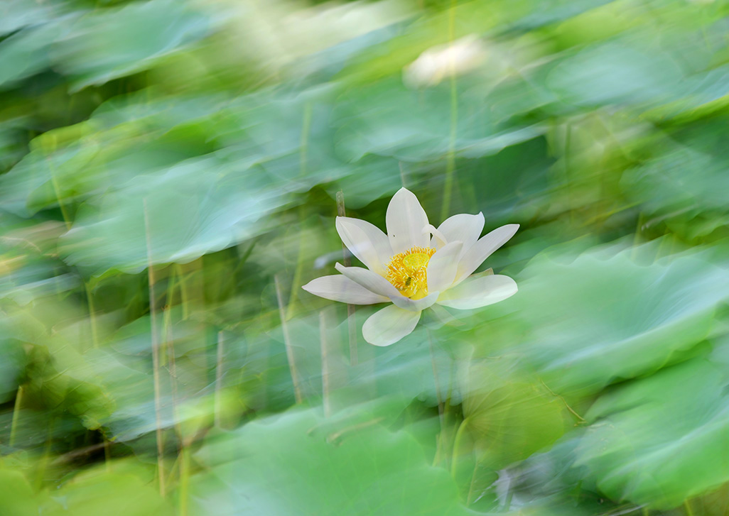 荷
