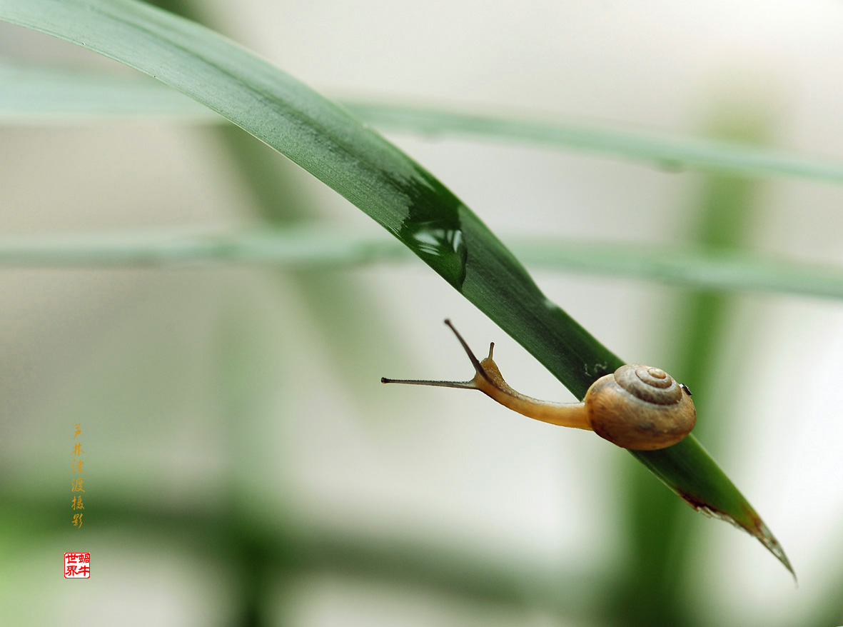 蜗牛
